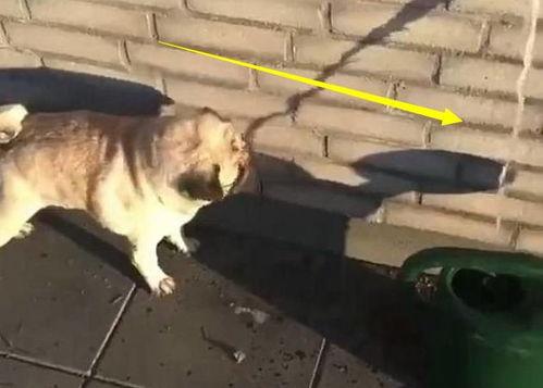 巴哥爆料水管视频,水管问题视频引发网友热议